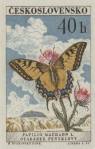 1961, 27 Novenbre, Swallowtail Butterfly [Papilo machaon L.]